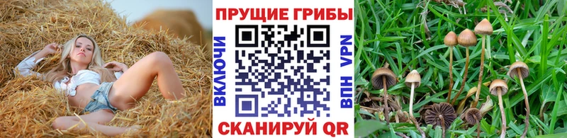 купить наркоту  Ершов  Псилоцибиновые грибы мицелий 